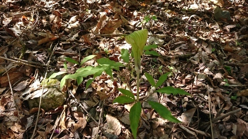f0351348_21064651.jpg