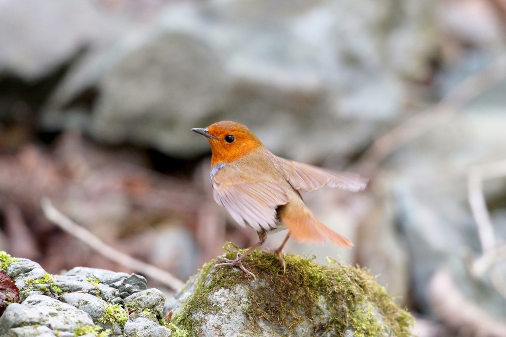 コマドリの羽ばたき t hの野鳥写真 コマドリの羽ばたき t hの野鳥写真