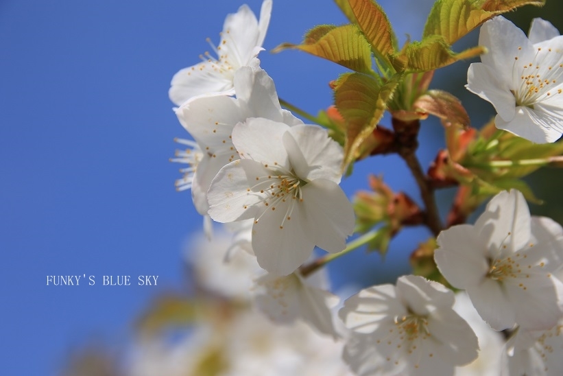 SAKURA*201８　その16　【空に舞い上がる桜・美しい場所】_c0145250_11031196.jpg