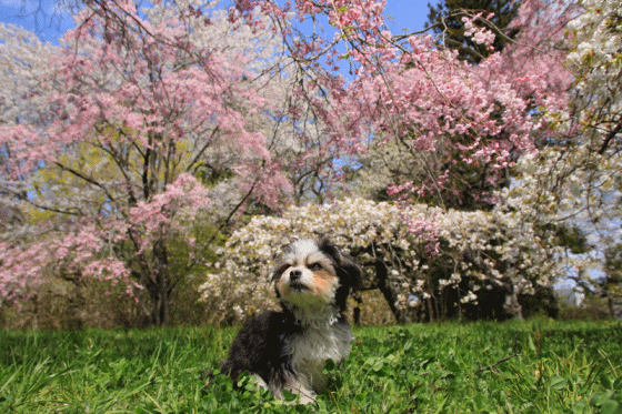 c0145250_11044212.gif