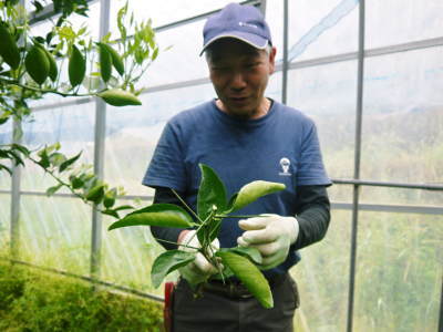 究極の柑橘「せとか」　強い花芽には実らせない！匠の花芽剪定(2018)後編_a0254656_17394642.jpg