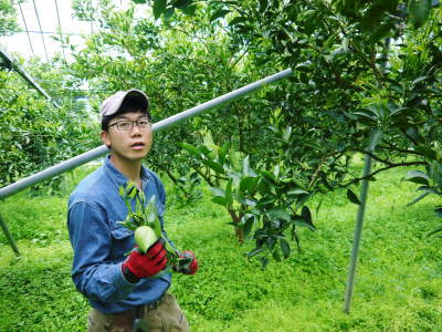 究極の柑橘「せとか」　強い花芽には実らせない！匠の花芽剪定(2018)後編_a0254656_17531687.jpg