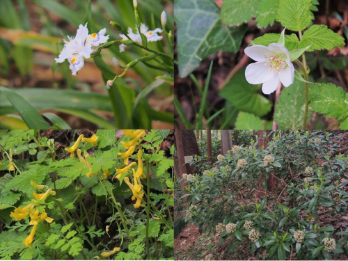 南高尾から高尾山　花散歩　　2018.４.16（月）_b0335256_10031560.png