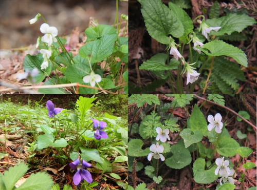 南高尾から高尾山　花散歩　　2018.４.16（月）_b0335256_10032021.png