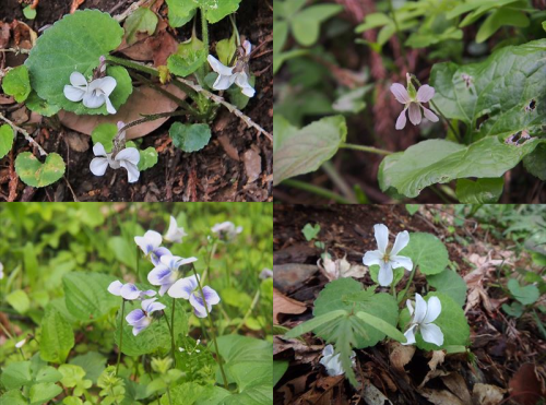 南高尾から高尾山　花散歩　　2018.４.16（月）_b0335256_10032728.png