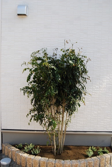 新築のお家の植栽を植えてきました_a0201358_17141196.jpg