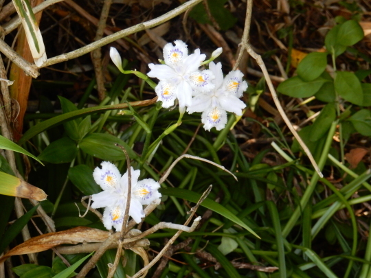 ’18,4,21(土)お花畑のような田舎道!_f0060461_08520015.jpg