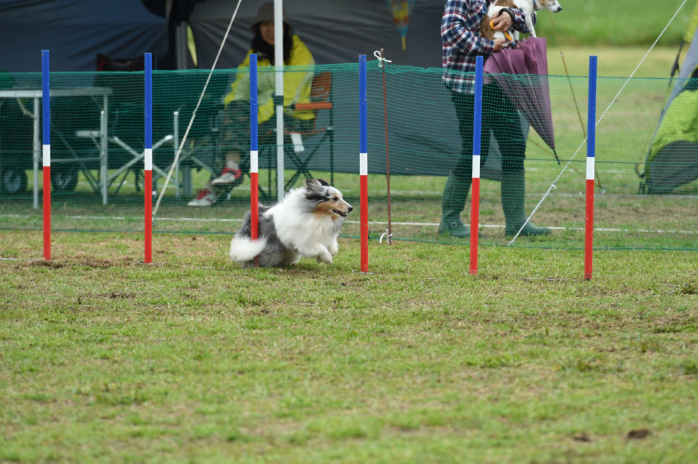 JKC福岡アペックスクラブアジ競技会 2018/04/14 #6_d0230464_16371984.jpg