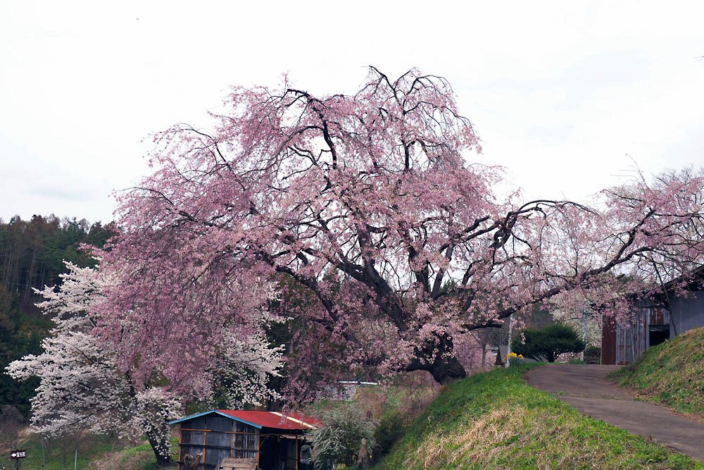 b0140765_14354295.jpg