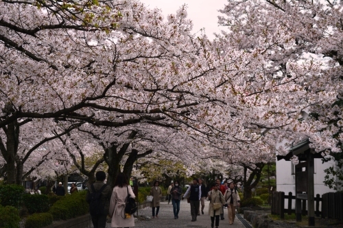 桜紀行　第三章「城郭」（長浜城と城下町）_e0347372_15354118.jpg