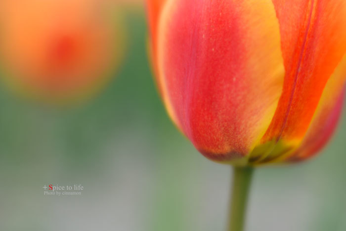 Hamura\'s Tulip #1_f0326278_22305822.jpg