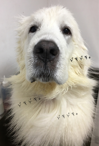 トリミングブログ_f0357682_14360999.jpg