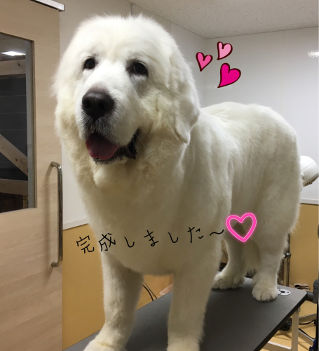 トリミングブログ_f0357682_14361554.jpg