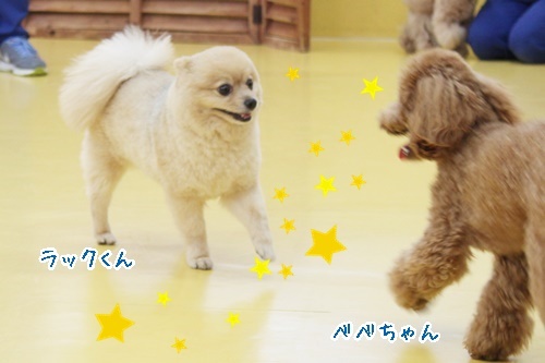 今日のドッグラン♪♪_f0357682_15385178.jpg