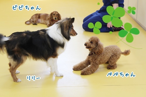 今日のドッグラン♪♪_f0357682_15441127.jpg