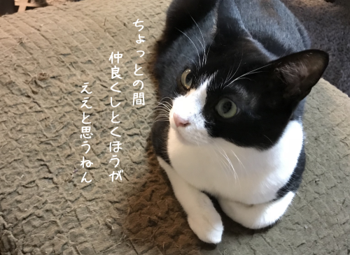 a0216583_12335970.png