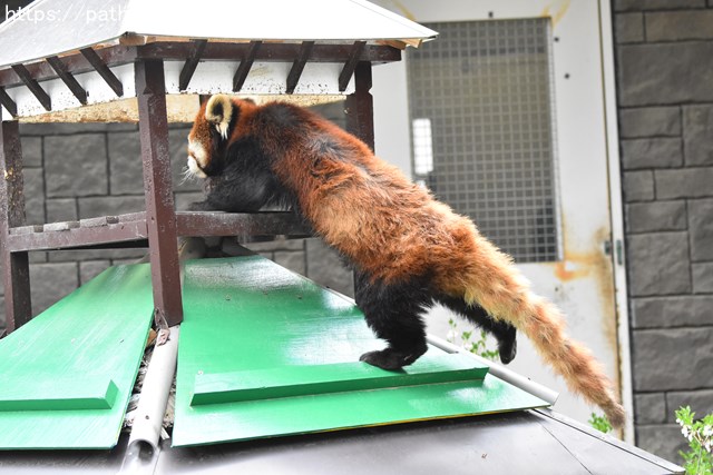 ２０１８年４月　浜松市動物園　その３_a0052986_21475740.jpg