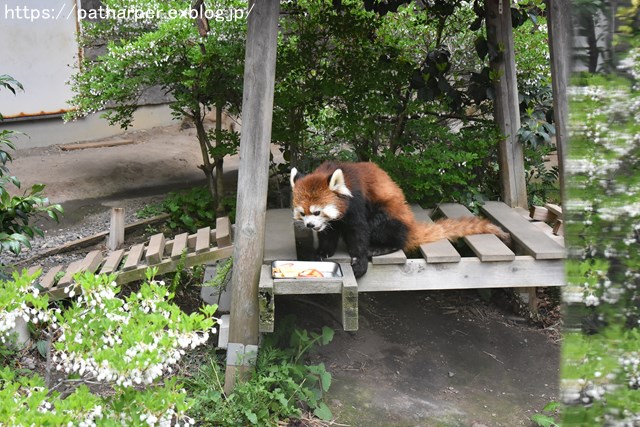 ２０１８年４月　浜松市動物園　その３_a0052986_21485435.jpg