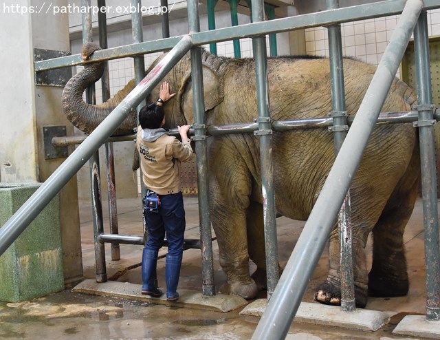 ２０１８年４月　浜松市動物園　その３_a0052986_23185859.jpg