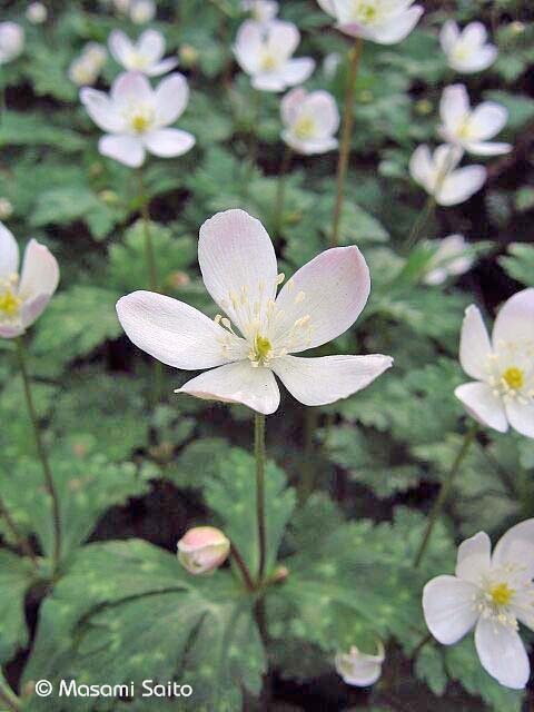 木版画『二輪草』 ニリンソウ 木版画『二輪草』 ニリンソウ sddefault.jpg