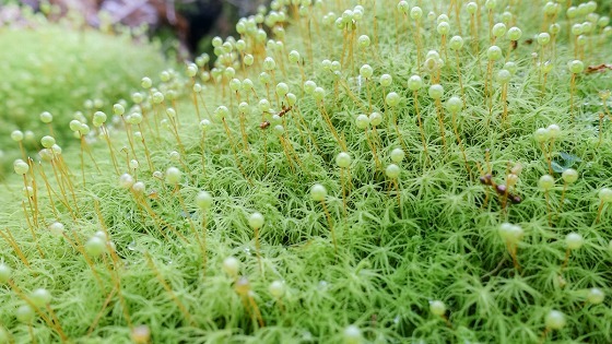 e0176993_07003386.jpg