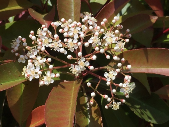 レッドロビンの花とレモンユーカリとローズマリー いととはり レッドロビンの花とレモンユーカリとローズマリー いととはり