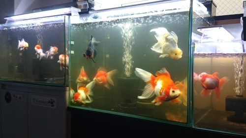 夏日だったね 金魚用品の整理 Today S Memory