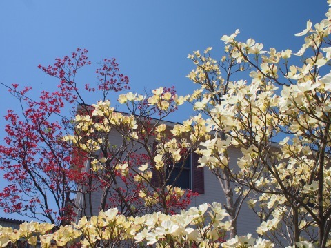 c0117007_21584934.jpg