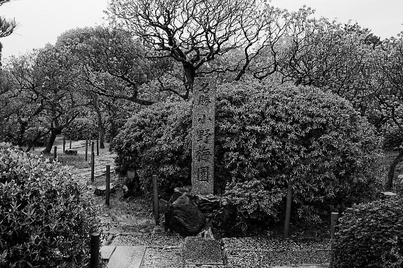 雨の日、咲き急ぐ花達＠随心院　其の一_f0032011_17531567.jpg