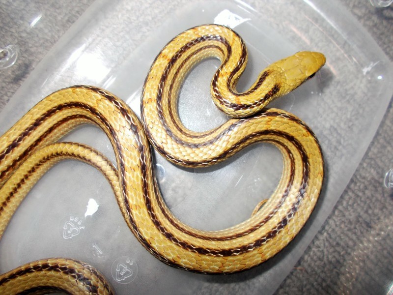 ヘビ関東ページ ヘビ｜横浜爬虫類専門店アクアマイティー