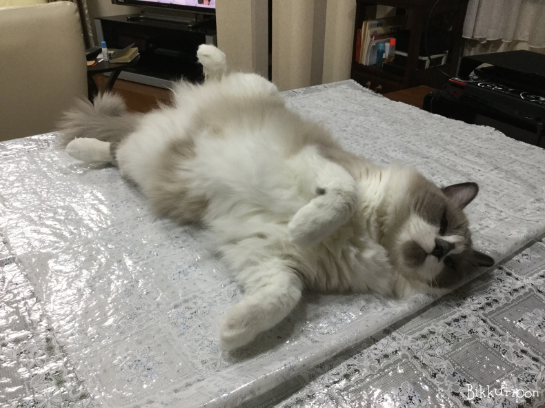 顔は悪人顔だけど、、、_d0344913_09275388.jpg