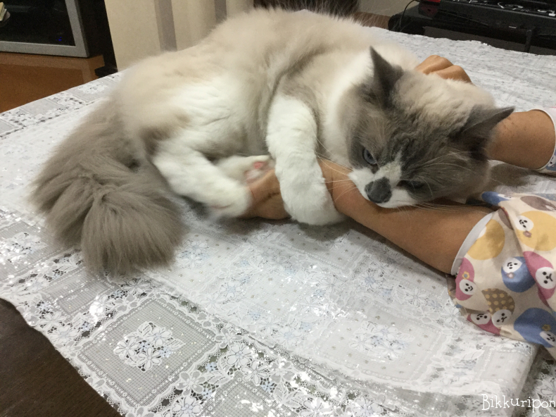 顔は悪人顔だけど、、、_d0344913_09281022.jpg