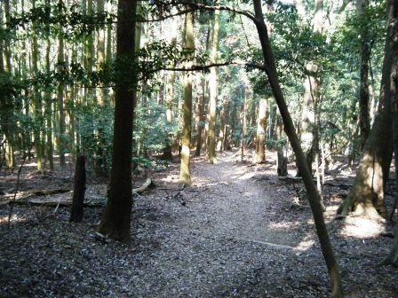 藤原岳　登山　鈴鹿　18.4.20 (金）_e0333313_17440414.jpg