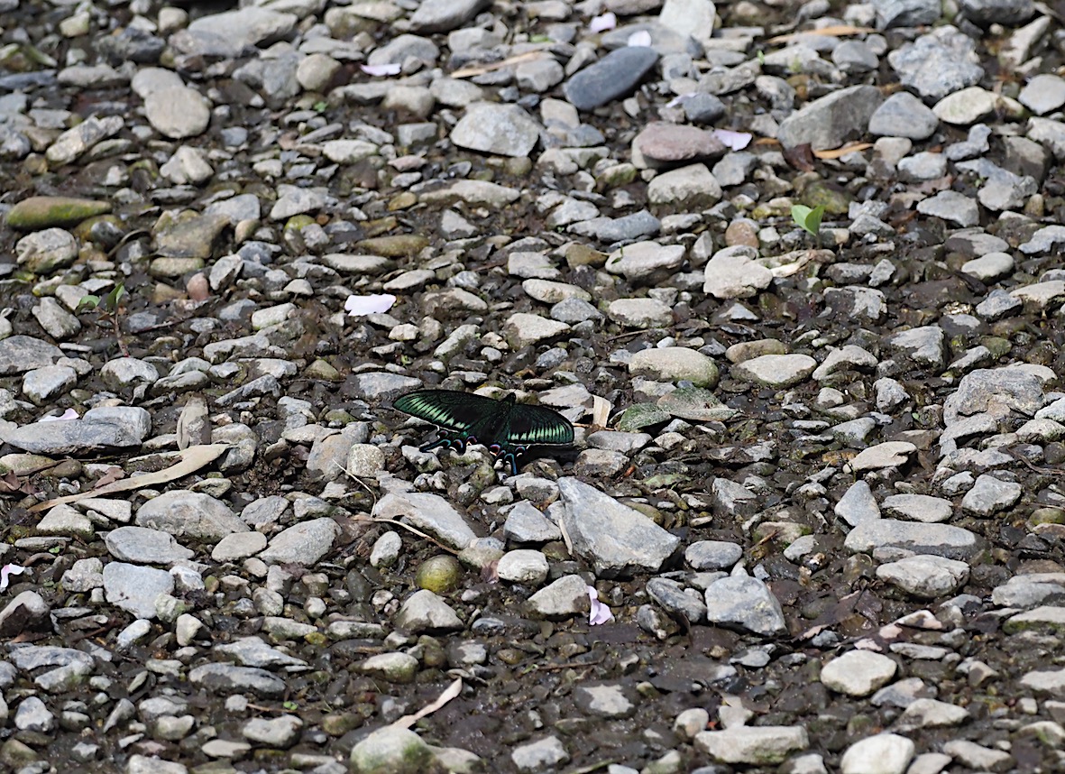 ミヤマカラスアゲハ&オナガアゲハ(2018年4月21日)_d0303129_19223847.jpg