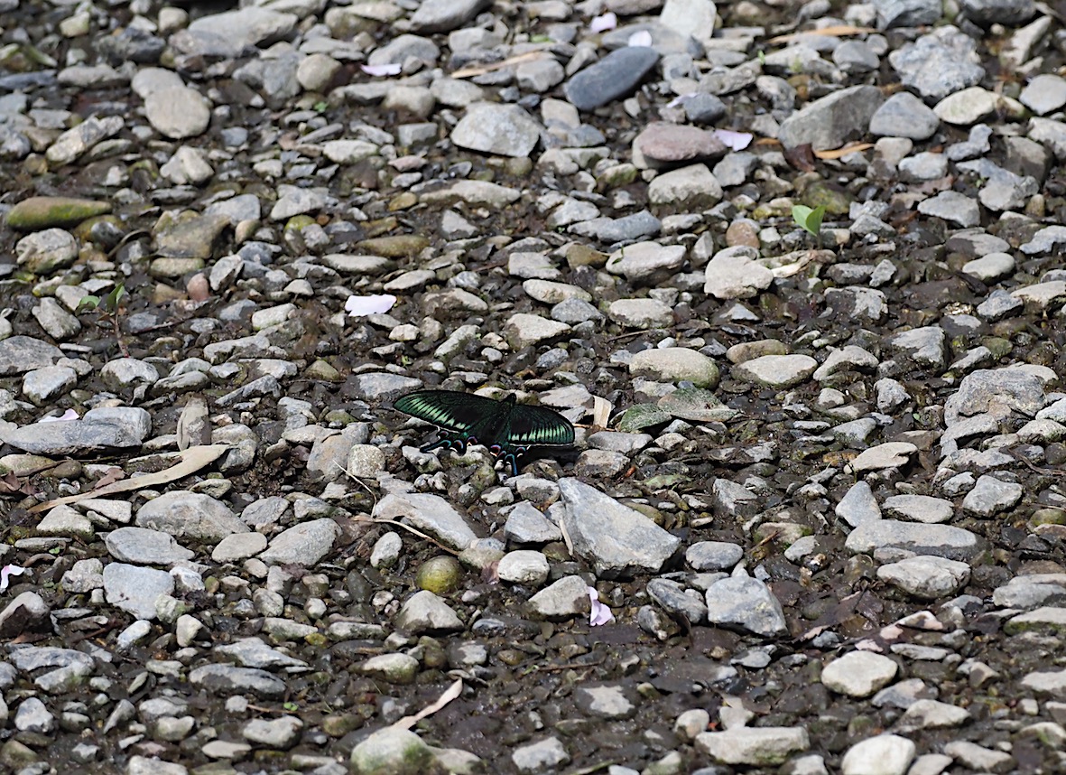 ミヤマカラスアゲハ＆オナガアゲハ（2018年4月21日）_d0303129_19223847.jpg