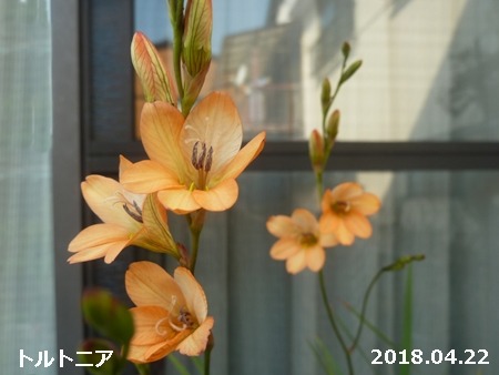 花は咲く_e0033229_18182838.jpg