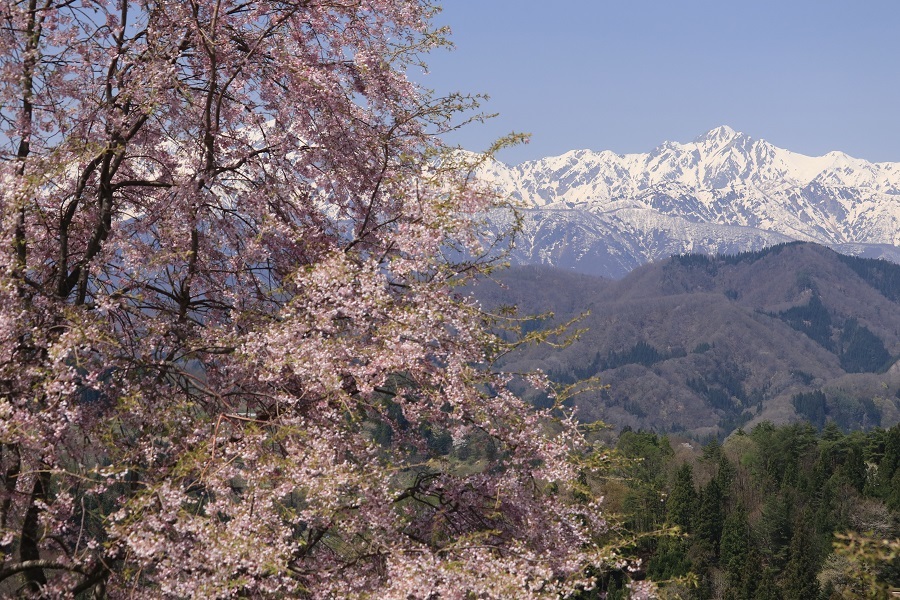 春の長野へ　桜の絶景を求めて_e0342930_13202679.jpg