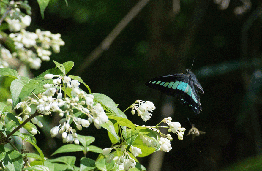 a0126632_11181462.gif