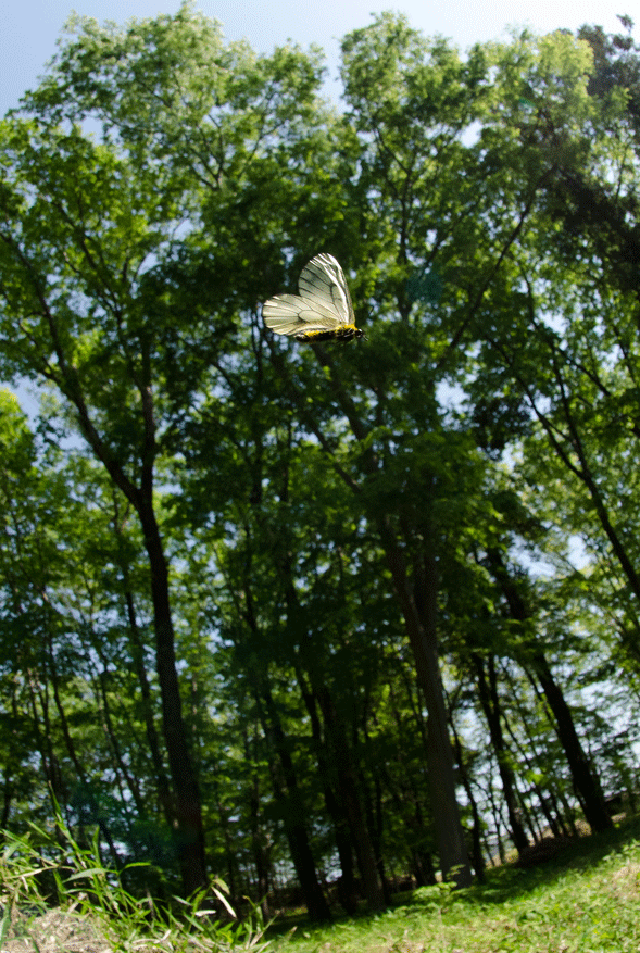 a0126632_11244873.gif