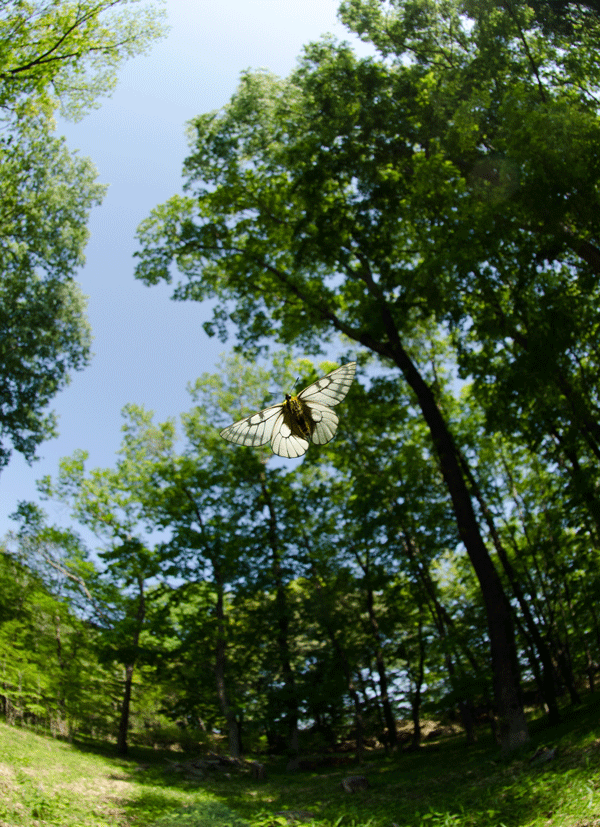 a0126632_11251697.gif