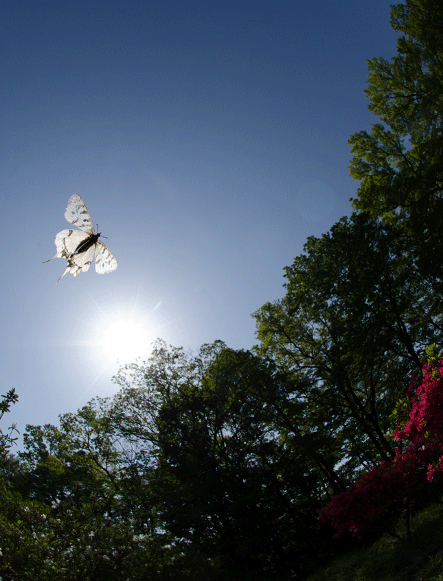 a0126632_11271251.gif