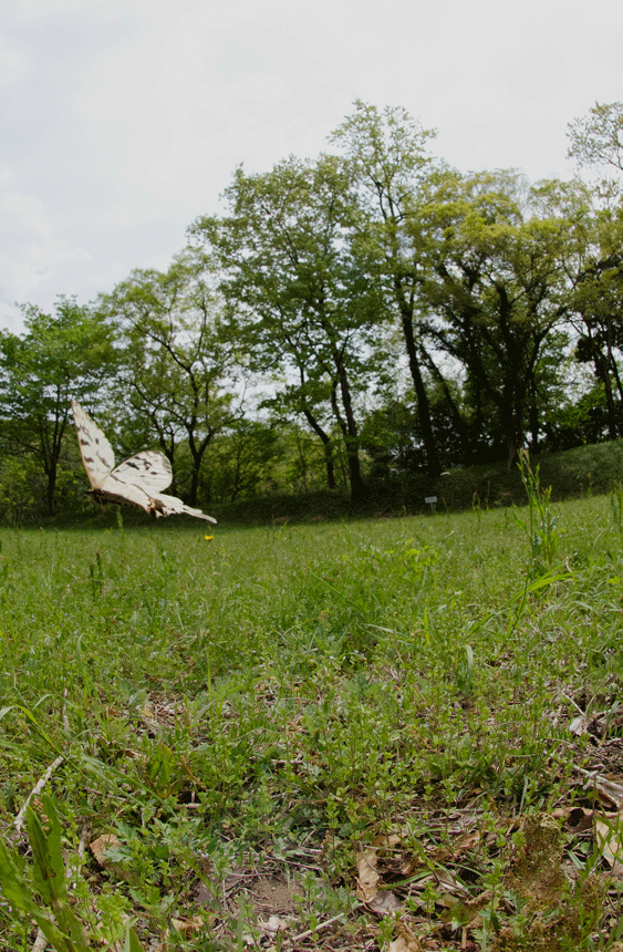 a0126632_11303870.gif