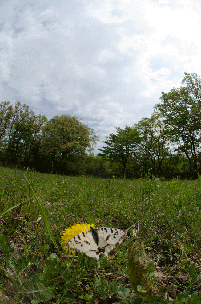a0126632_11305373.gif