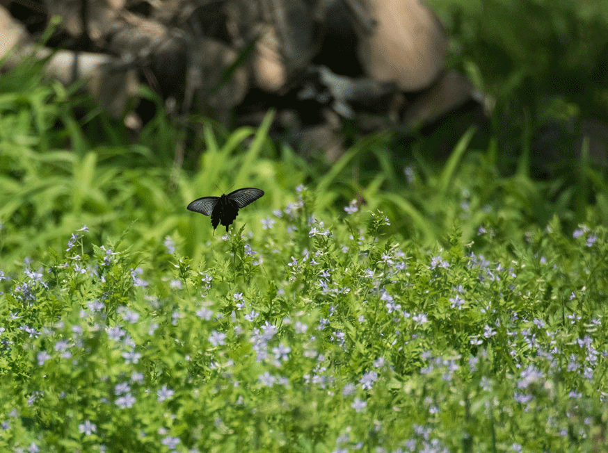 a0126632_11330938.gif