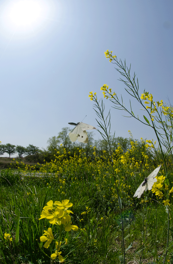a0126632_11422926.gif