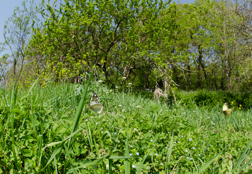 a0126632_11555536.gif