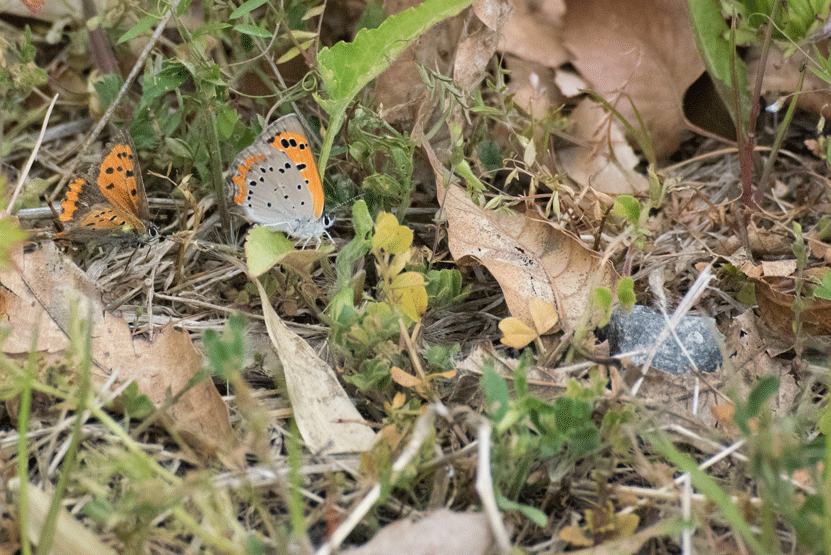 a0126632_12004501.gif