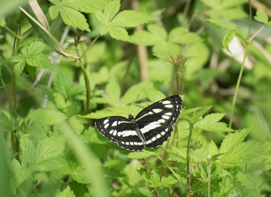 a0126632_12080828.gif