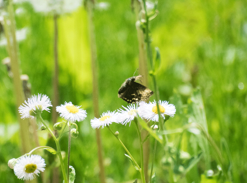 a0126632_12160387.gif