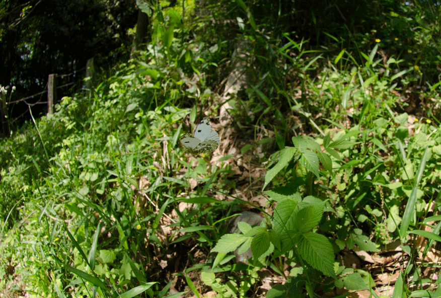 a0126632_12180990.gif
